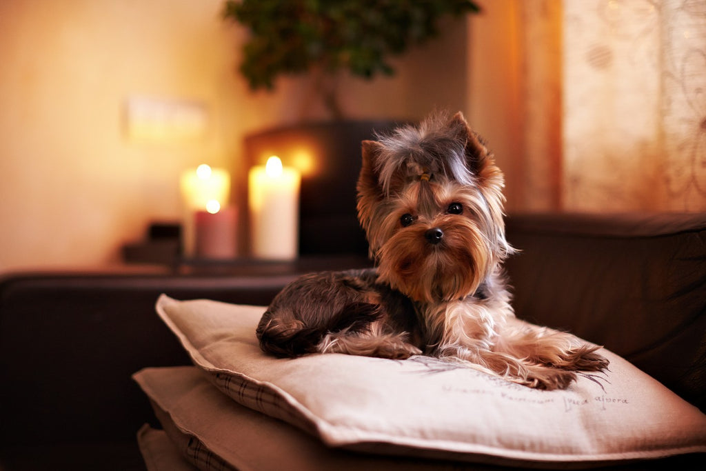 Dog lying on a stack of cushions with candles in the background