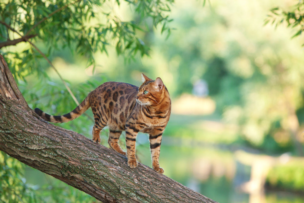 Bengal cat standing on a tree looking to the side