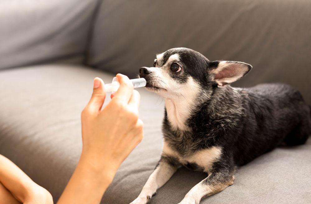 Dog owner administering anti-anxiety medication