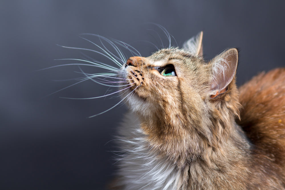 Cat with long whiskers looking up