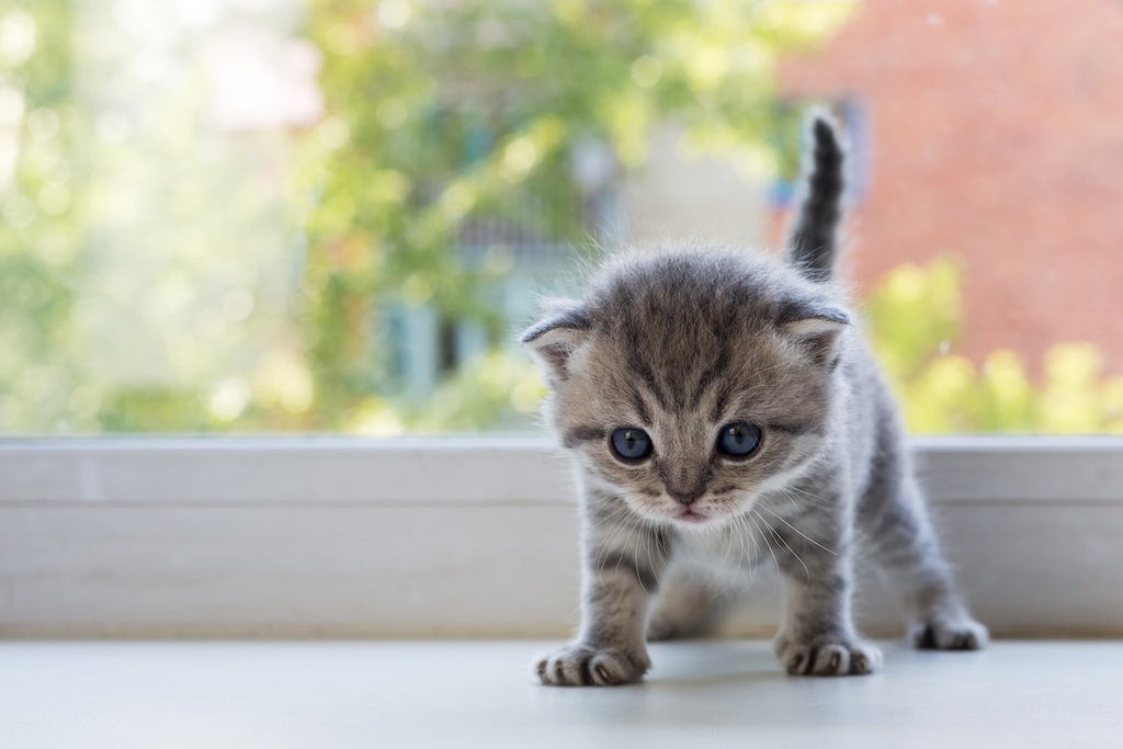 Scottish Fold kitten standing in front of a window
