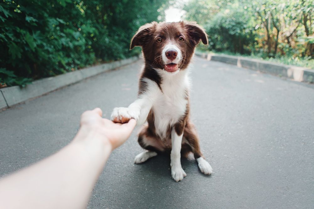 why do dogs bite their paws