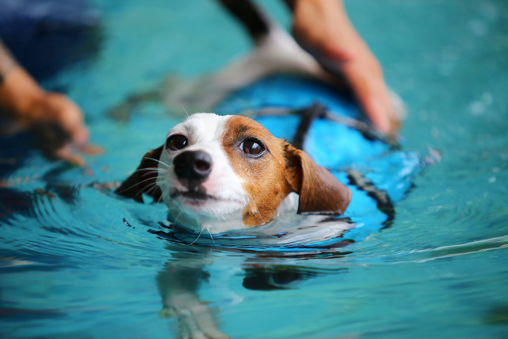 9 Dog Breeds That Like To Swim | Dutch