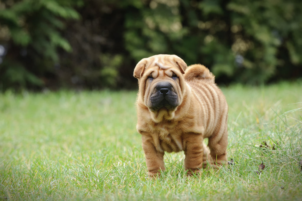 A Shar-Pei standing on grass