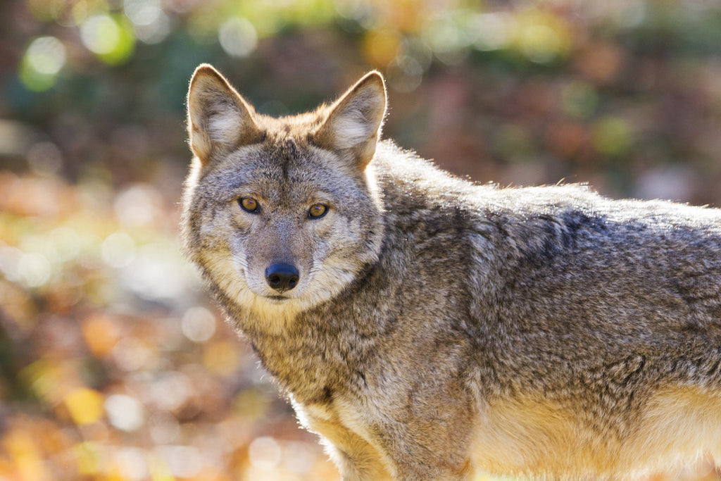 Coyote in the wild looking directly at the camera