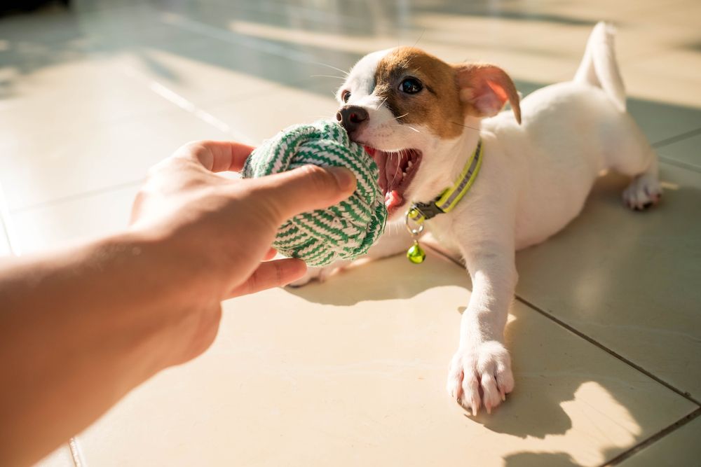 Puppy playing with a ball