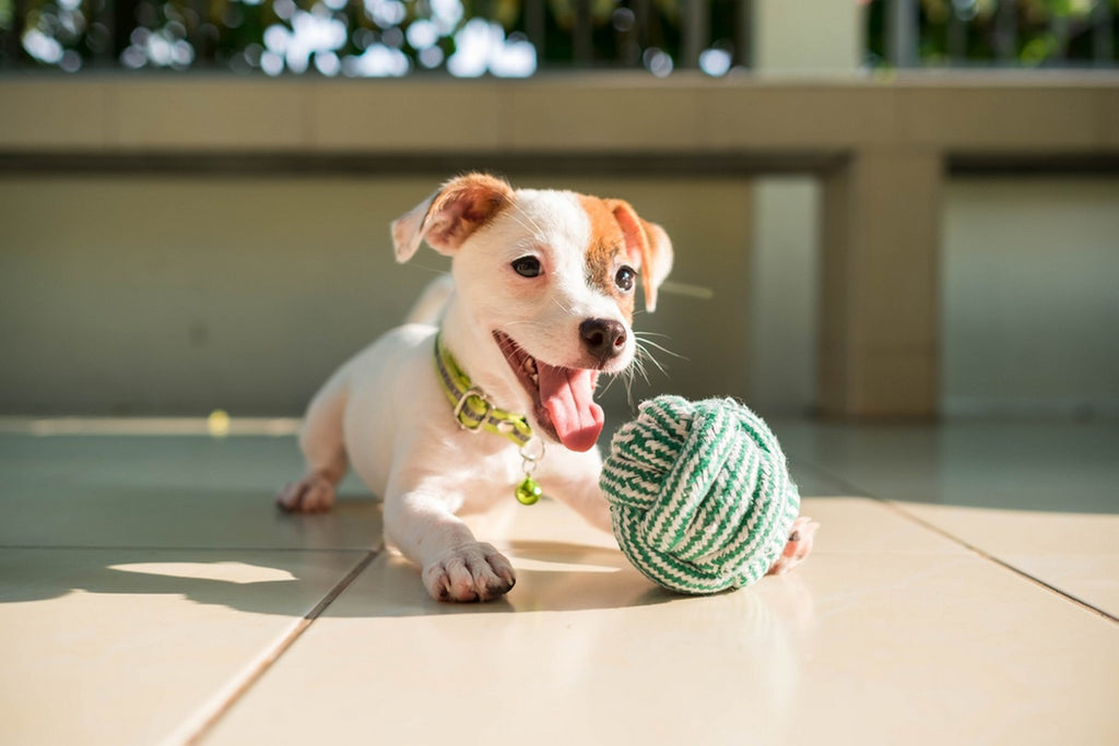Terrier puppy playing with ball