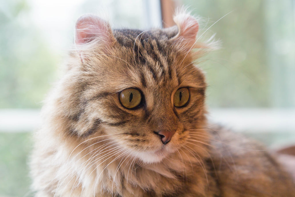 Close-up of Kinkalow cat with signature American Curl ears