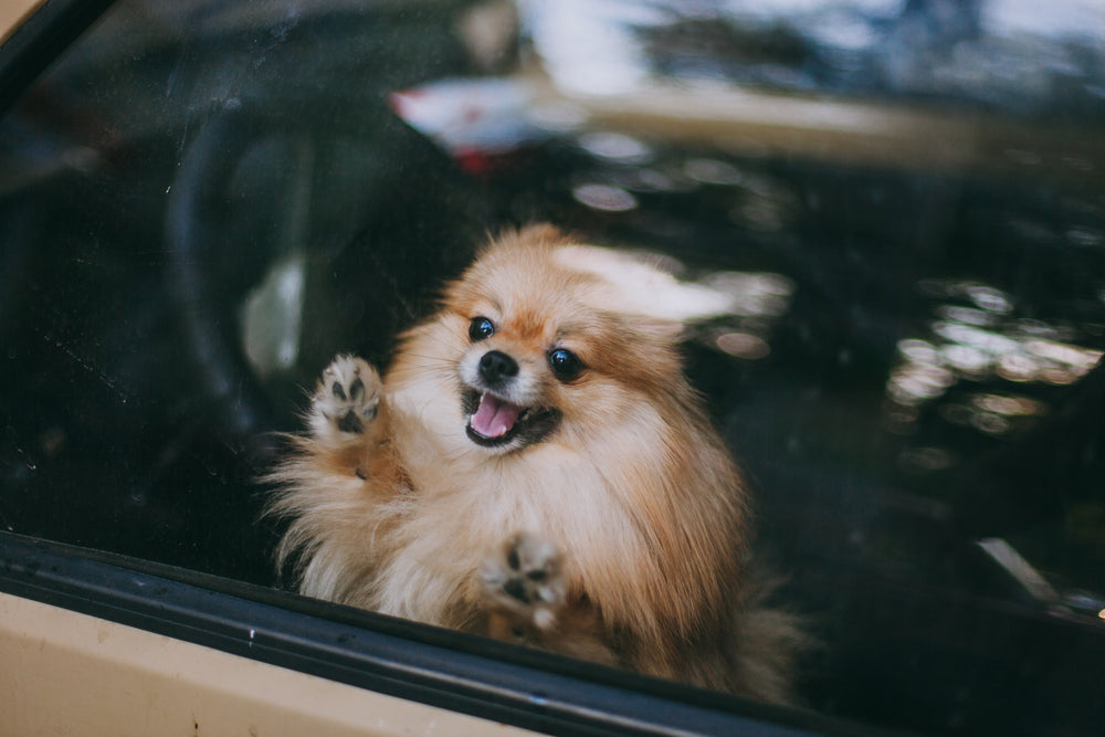 Small dog pawing at window while alone in a car