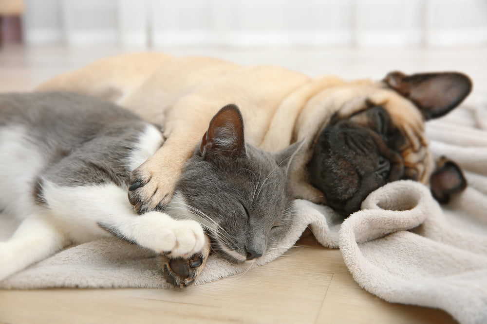 French Bulldog and cat sleeping together