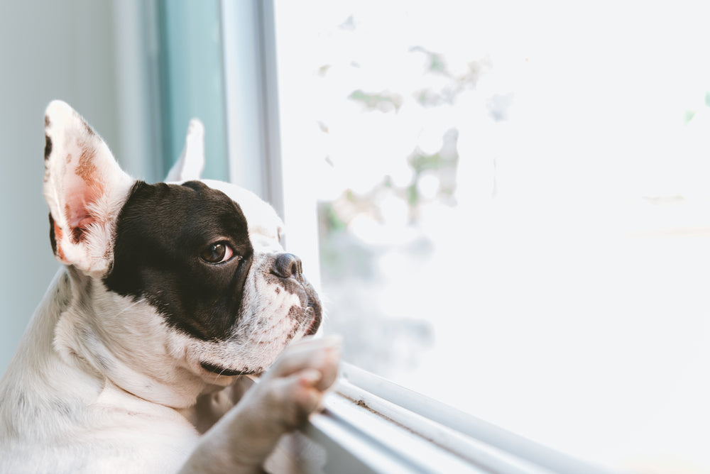 French bulldog looking out a window
