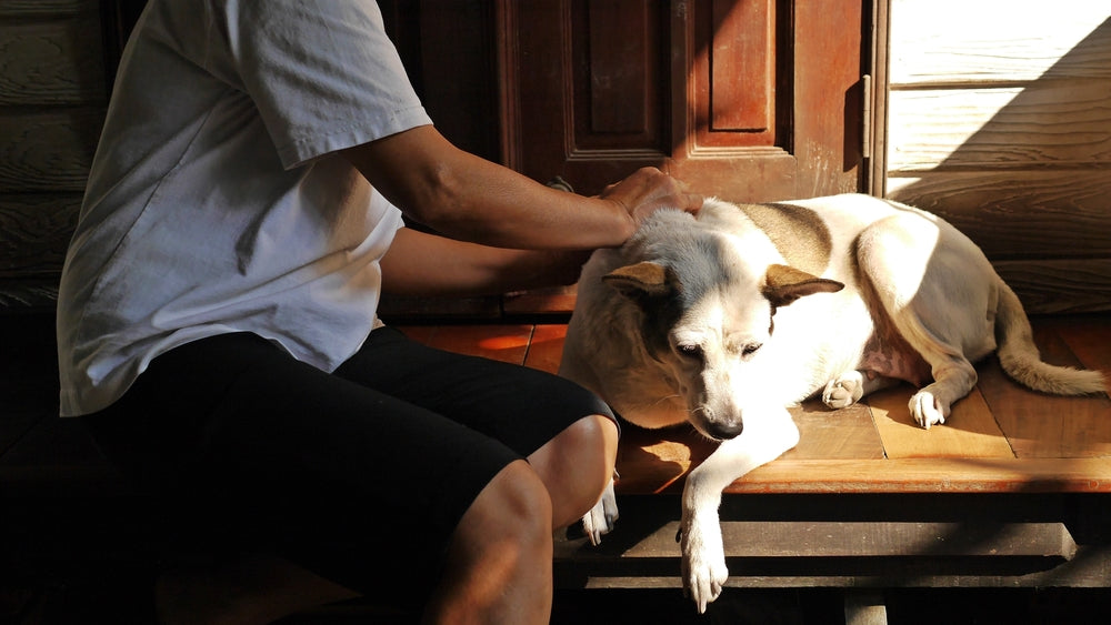 Owner checking dog for ticks