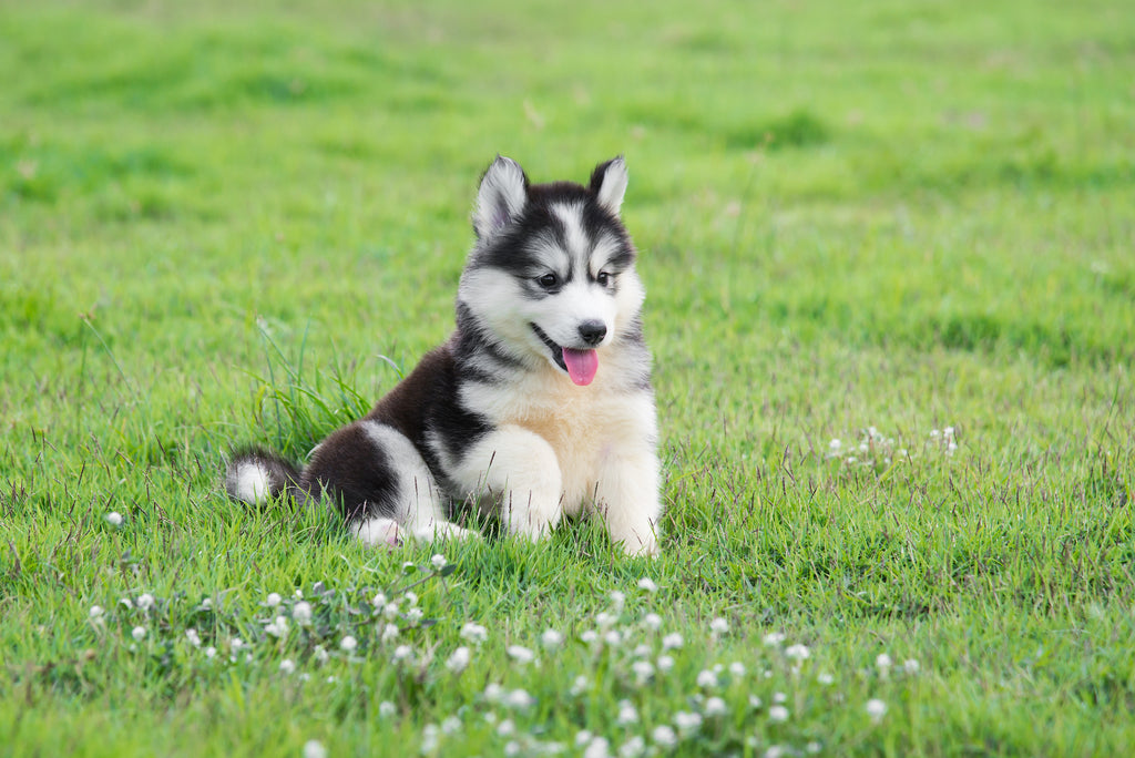 Husky puppy laying in a field of grass with tongue out