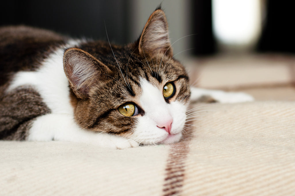 Cat laying on blanket looking up at camera