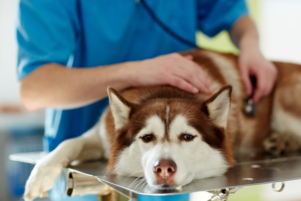 how long after eating grapes will a dog get sick