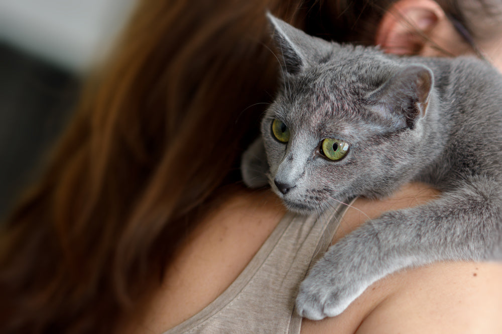 Owner carrying Russian Blue cat with green eyes