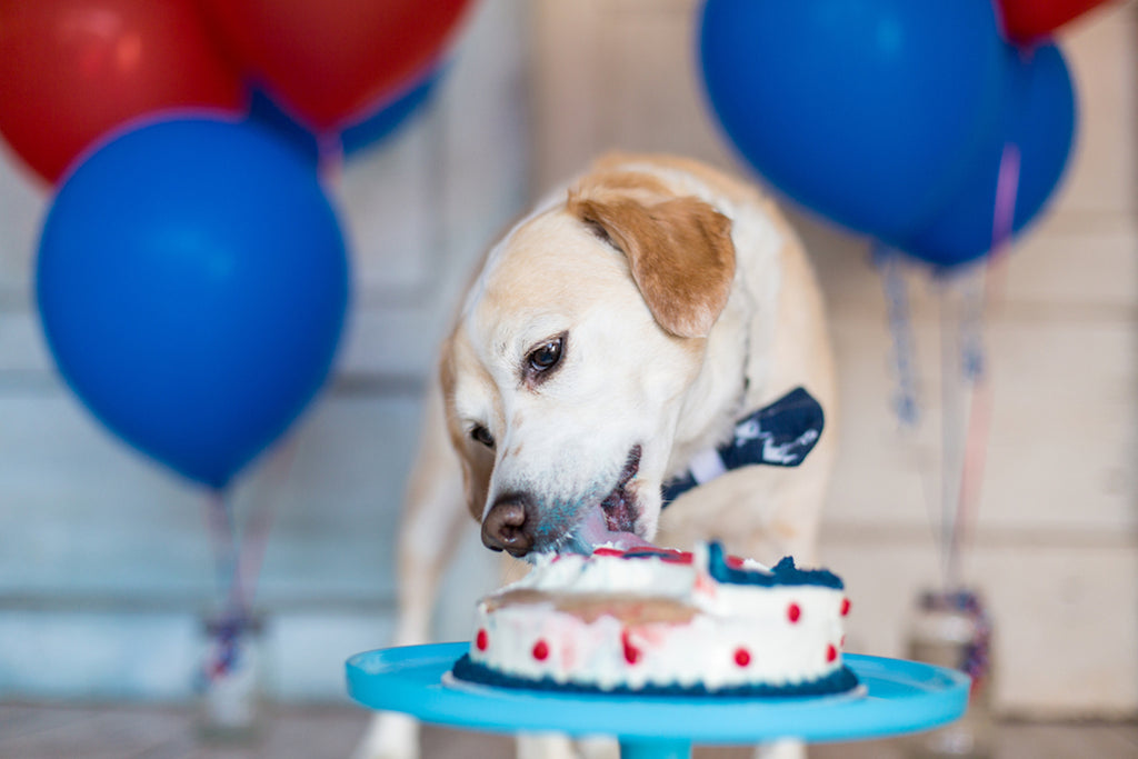 Yellow lab eating dog-friendly 4th of July cake