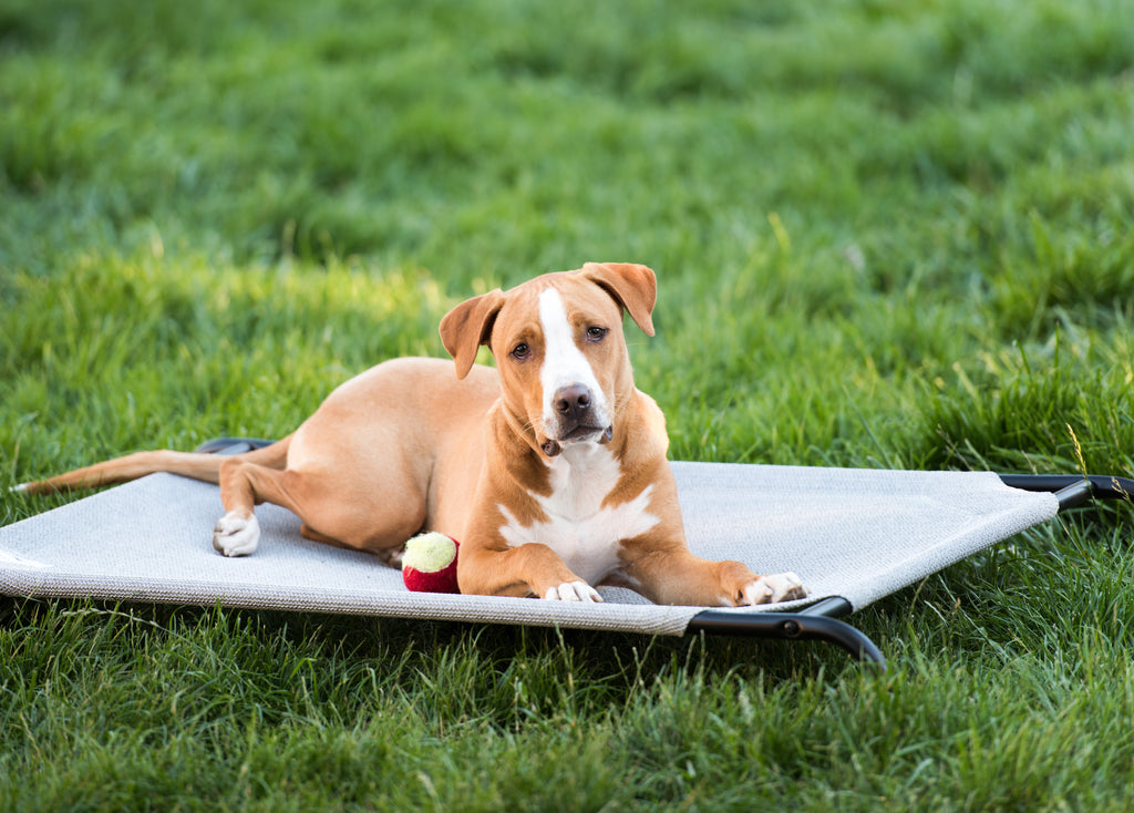 Dog laying on an outdoor dog bed with toy ball