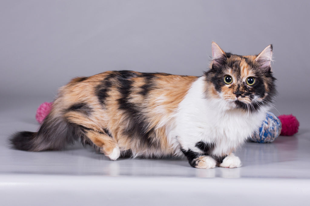 Munchkin cat in front of yarn balls