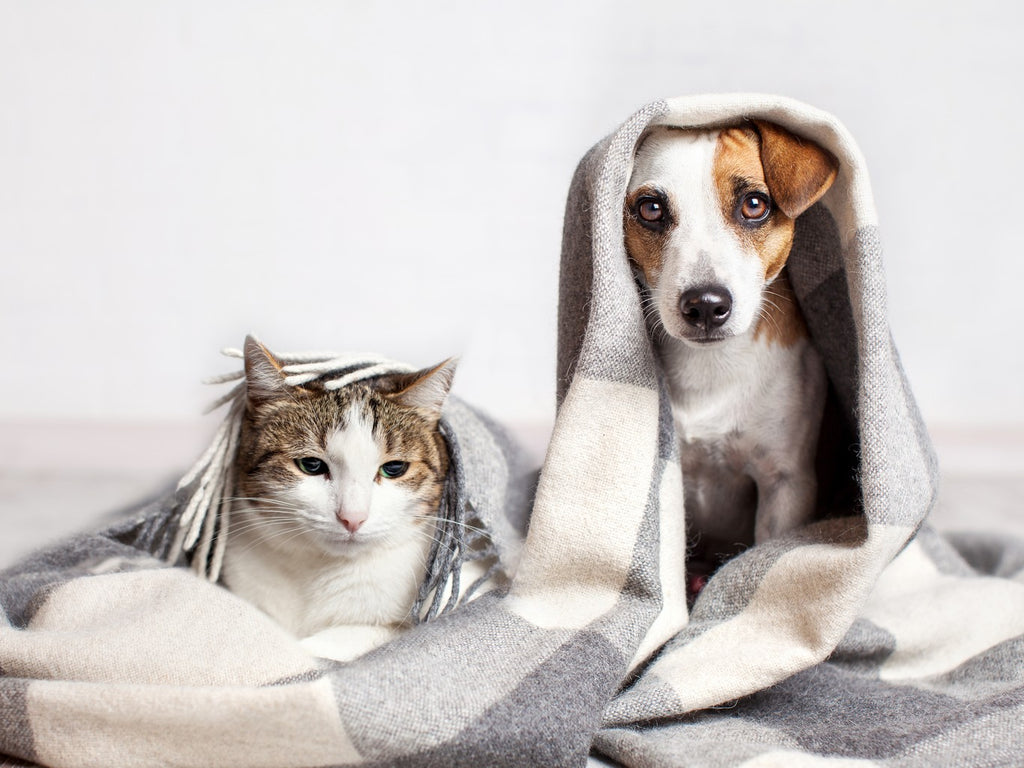 Cat and dog being swaddled by the same blanket