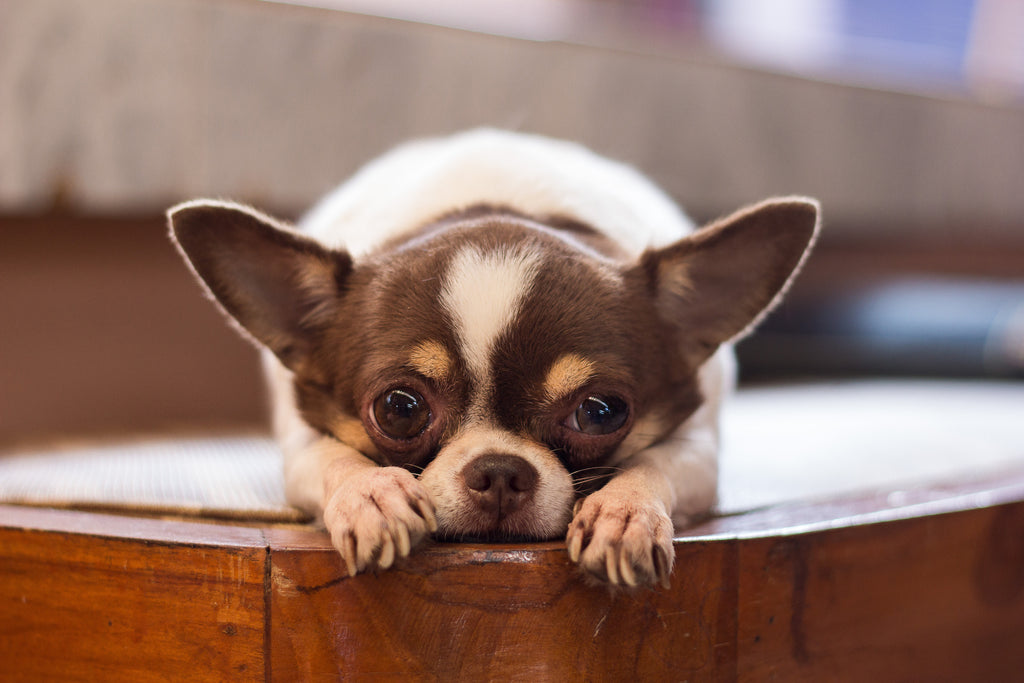 Close up of chihuahua laying flat on stomach