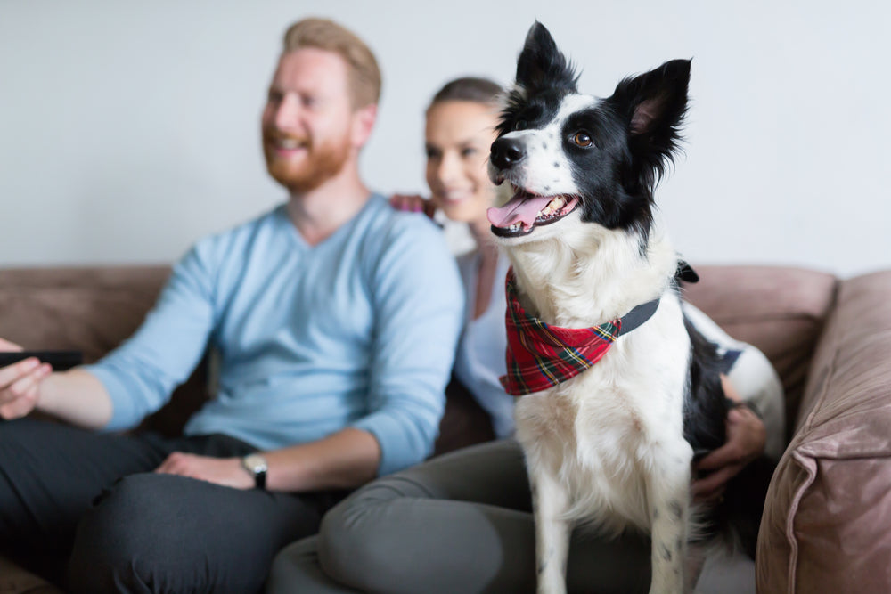 Pet parents sitting on couch watching TV