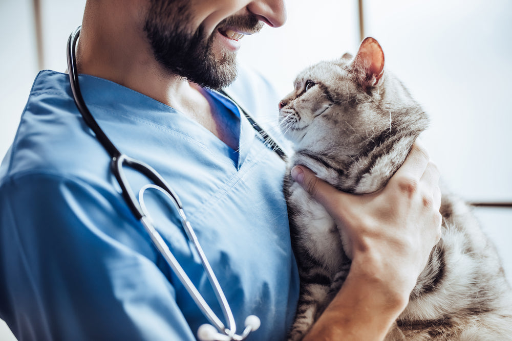 Vet holding cat