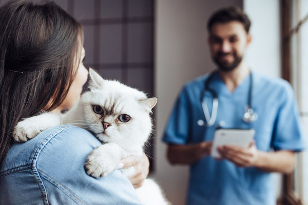 Cat visiting in-person vet