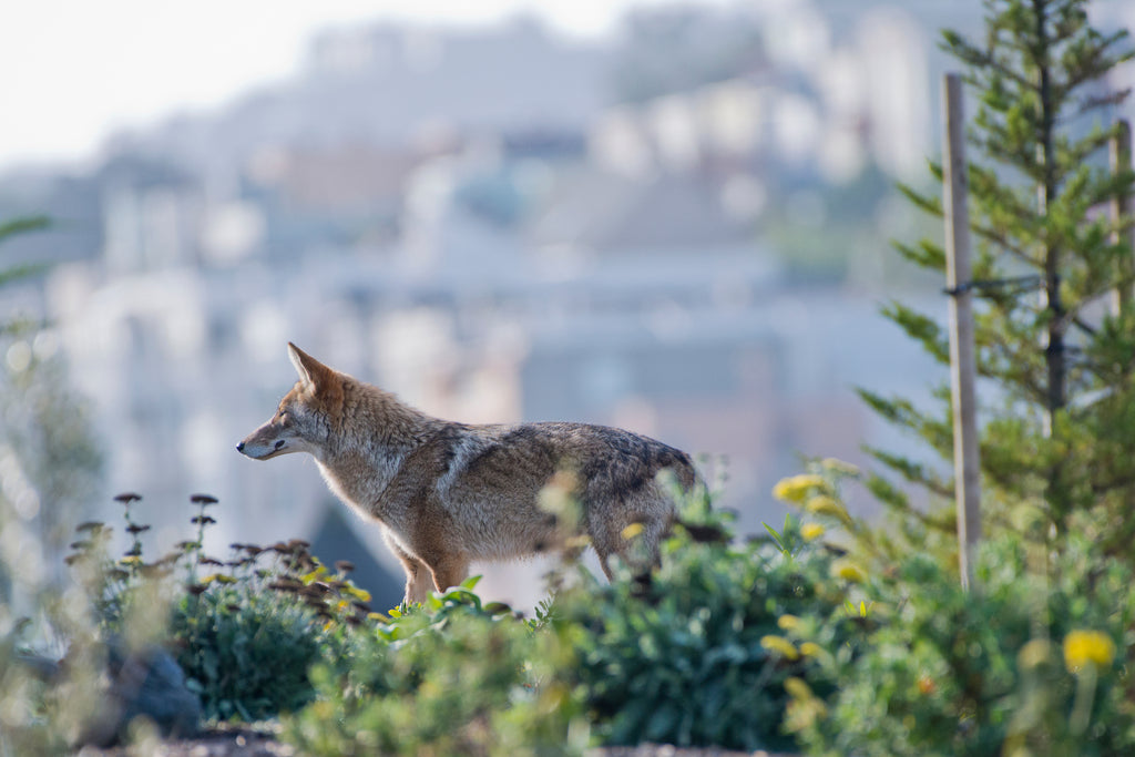 Coyote staring off into the distance with an urban environment in the background