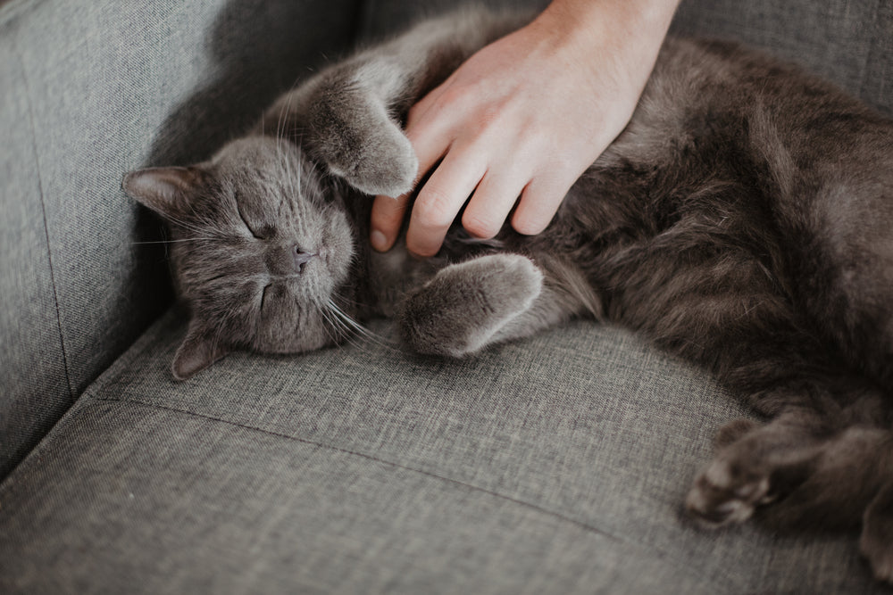 Gray Chartreux cat being pet by owner’s hand