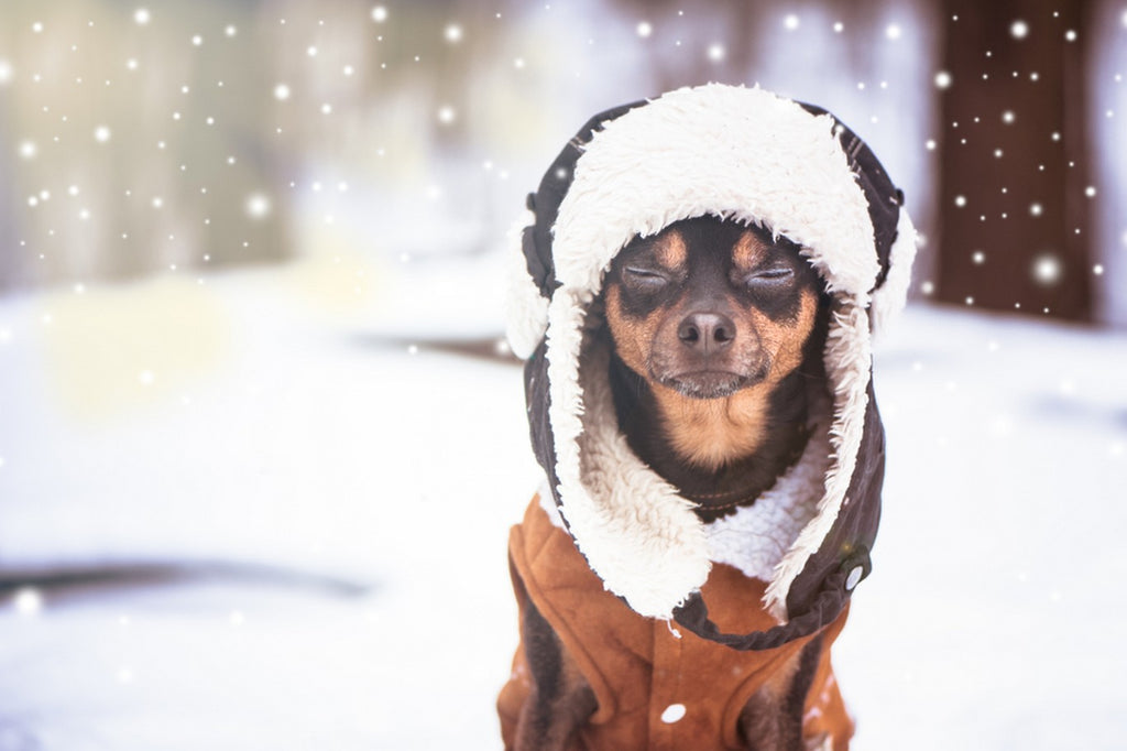 Dog wearing a hat and coat sitting in the snow