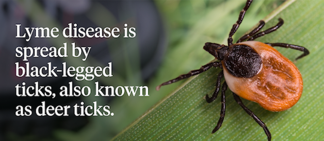Lyme disease is spread by black-legged ticks, also knows as deer ticks.