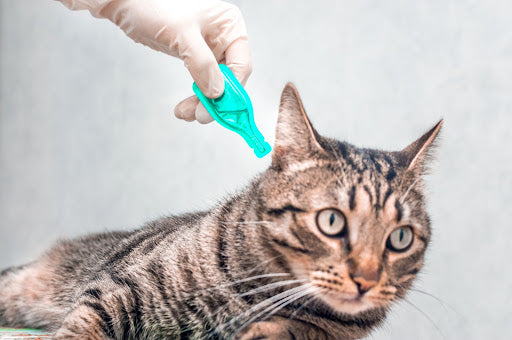 Cat getting topical flea treatment applied