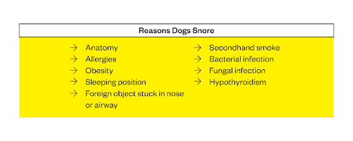 Why Is My Dog Snoring? Should I Be Concerned? | Dutch