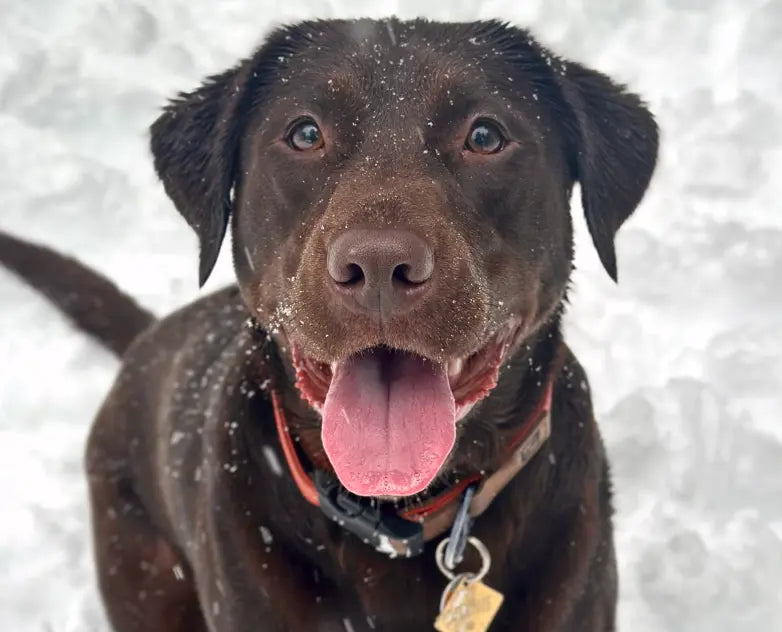 Happy pet owner with their dog using Dutch vet care services