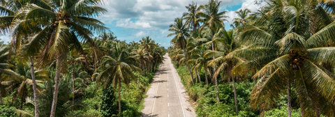 A road surrounded by tall trees on a sunny day with blue skies