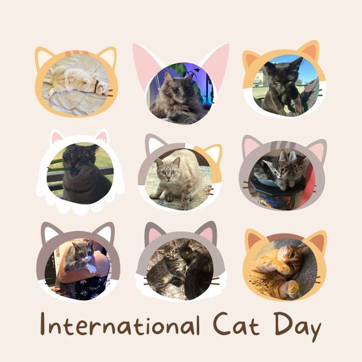 International Cat Day