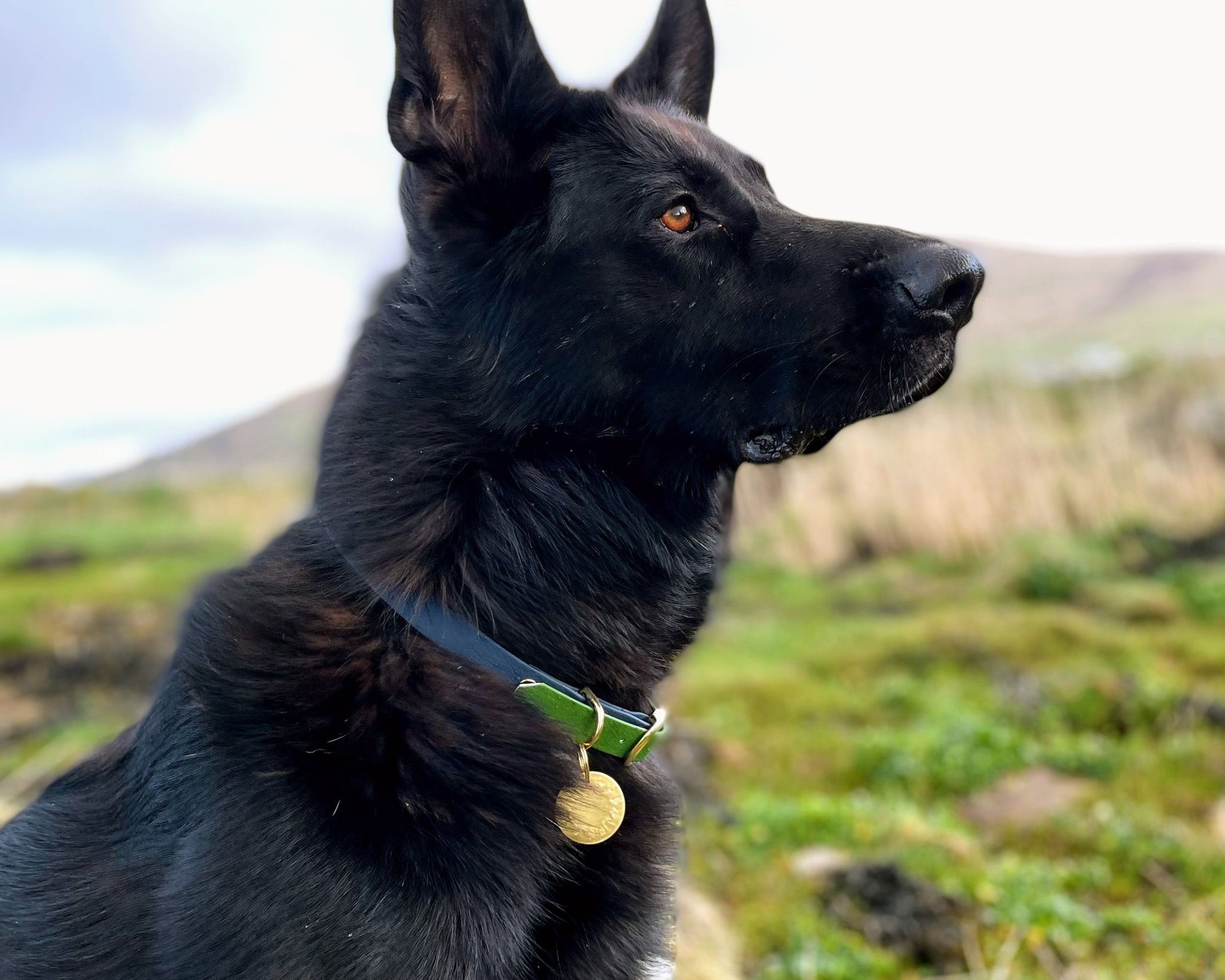 what color collar looks good on a black dog