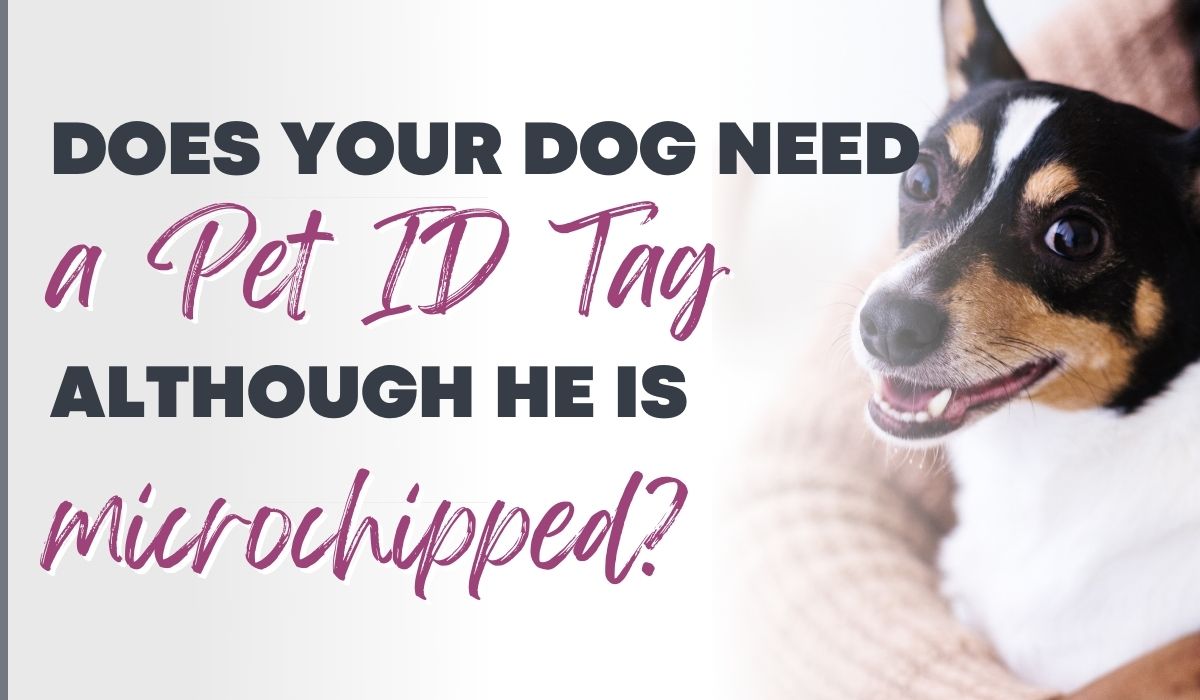 Microchipped dog tag
