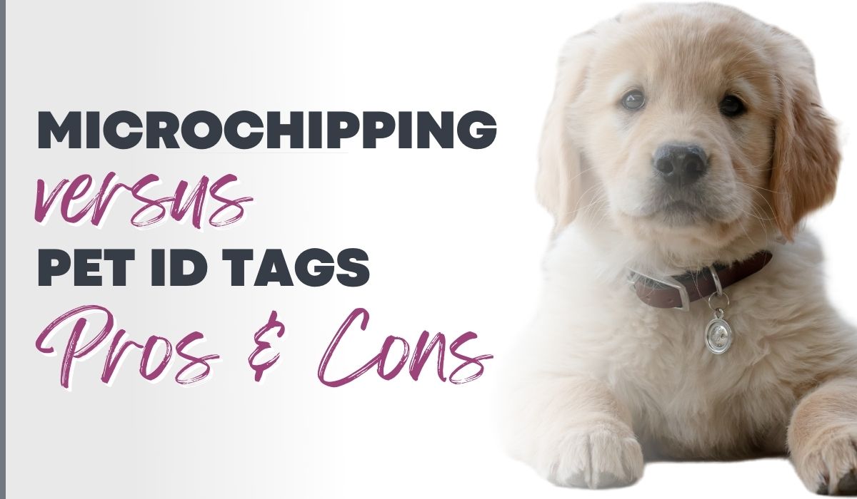 microchipping or pet id tag?
