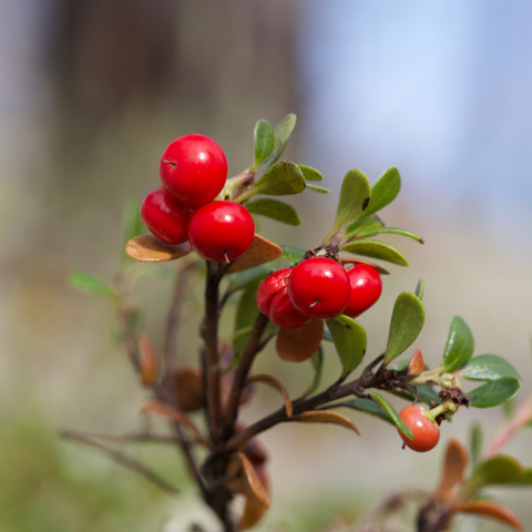 rosehip seed