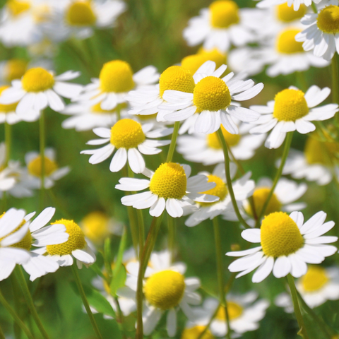 chamomile flowers