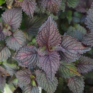 perilla leaves