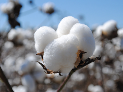 natural cotton fiber