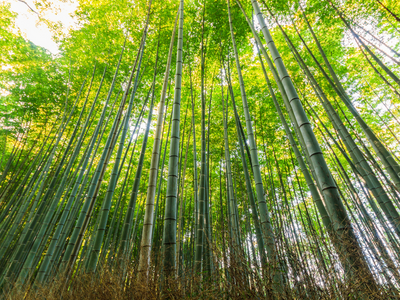 bamboo forest