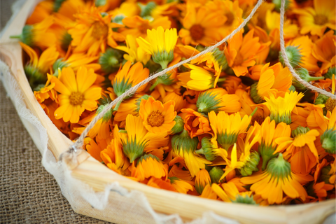 calendula flower