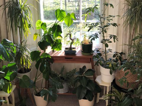 A Story of Home Indoor Garden