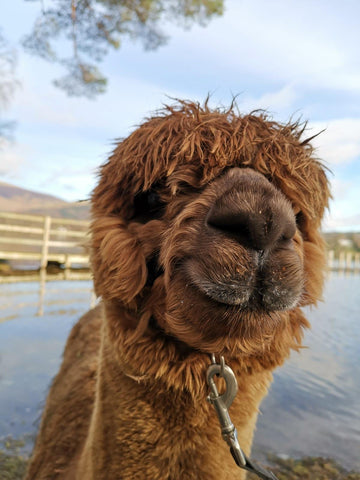 Alpacaly Every After Lake District Cumbria