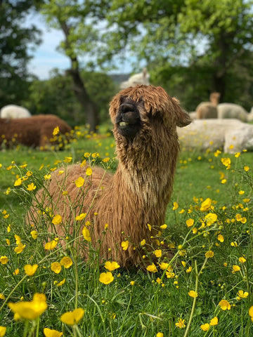 Alpacaly Ever After