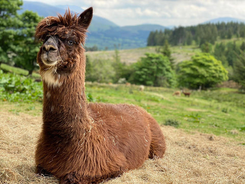 Alpacaly Ever After Lake District Cumbria